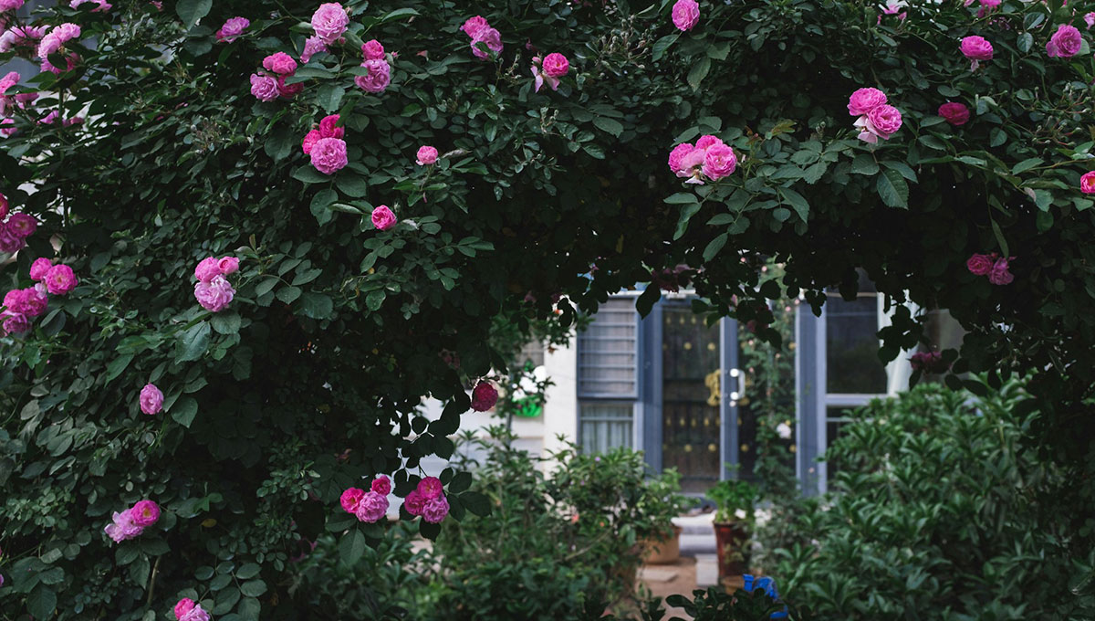 ピンクのバラのアーチがある庭